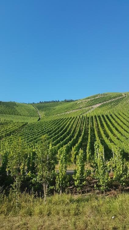 Die Quelle Bernkastel-Kues Eksteriør billede